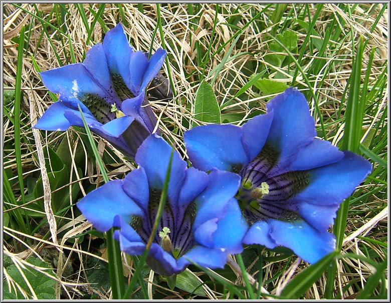 Safari botanico all''Alpe Devero